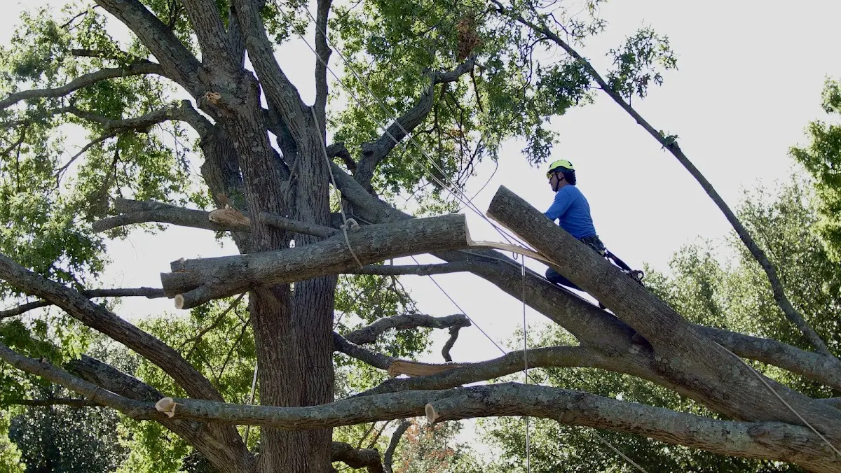 Professional Crown Thinning performed by certified arborists in Valhermoso Springs