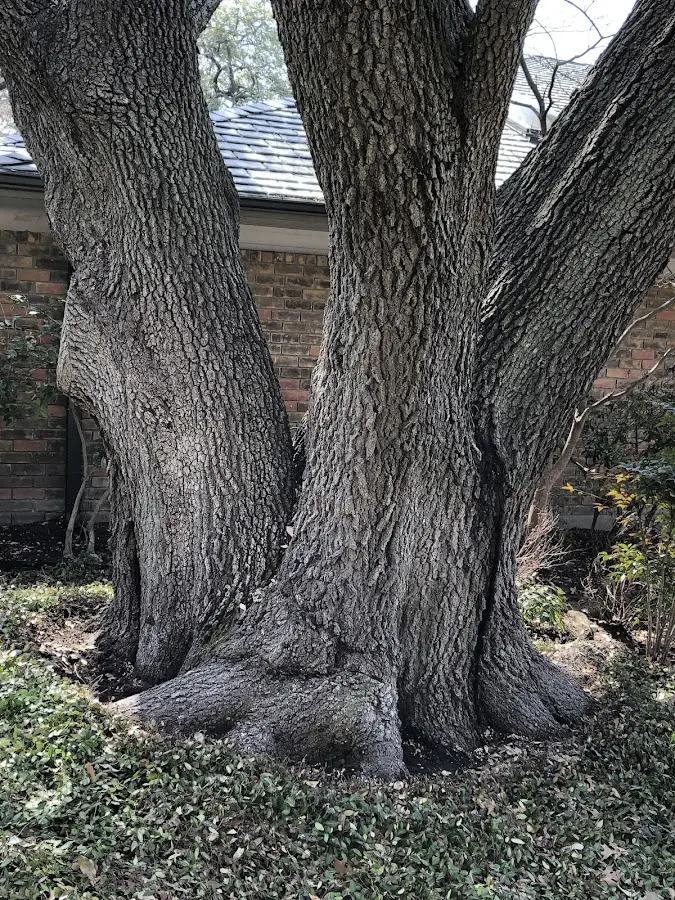 Mature heritage tree close to a Valhermoso Springs property cared for by certified arborists