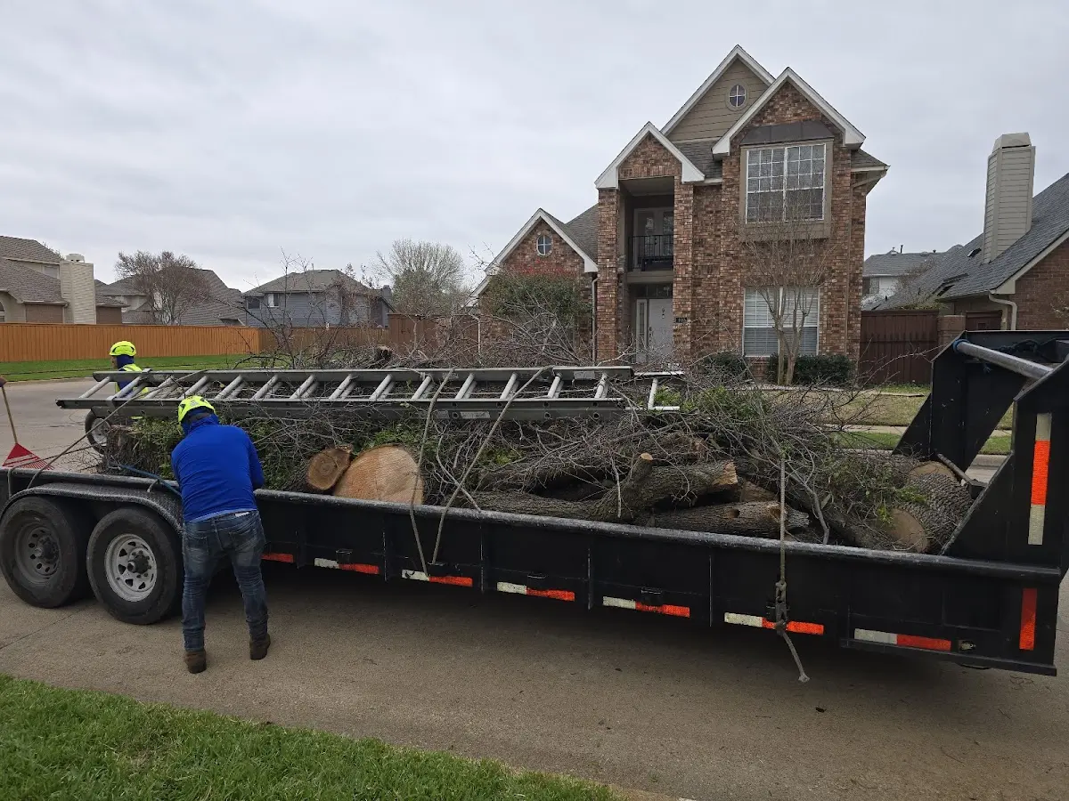Expert Tree Pest Control with proper safety equipment in Valhermoso Springs